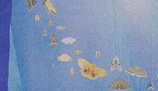 Photographic images of moths are printed on a misty blue background. The moths have been arranged in a gentle arc, facing upwards. Each moth is different to the one next to it—large, small, patterned or plain; yellow, white or gray.