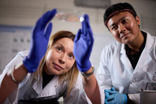 Two scientists in white lab coats and blue gloves examine a petri dish in a laboratory setting.