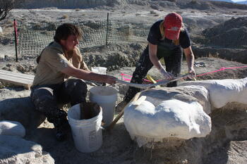 UNLV students Cameron Rickerson and Becky Hall constructing a plaster jacket on mammoth bones