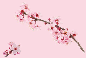 artwork of cherry blossom