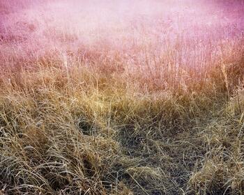 Christian Patterson's "Prairie Grass Leak" 2009. Archival inkjet print, 8 x 10” on 8.125x 10.125” paper.