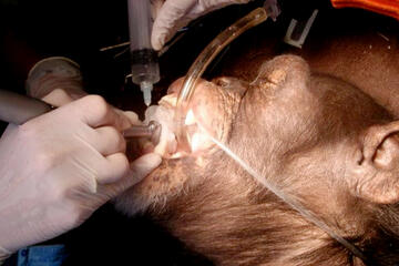 Dentist conducting oral surgery on a monkey