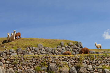 alpacas graze among Inca ruins in Cusco, Peru