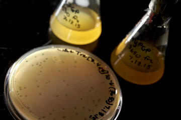 petri dish and beakers containing liquids