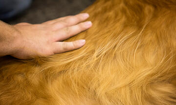 Close up of someone's hand petting the fur of a dog.