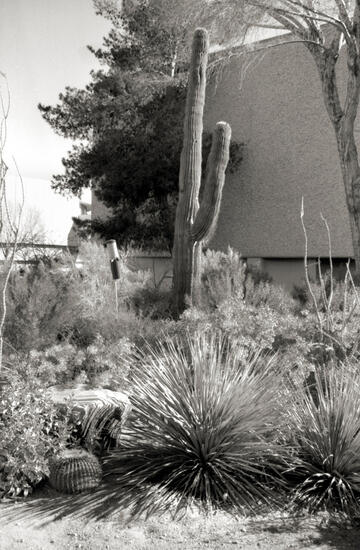 View of a towering cactus inside of the Xeric Garden during 1988.