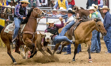 Competitors compete during a wrangling competition.