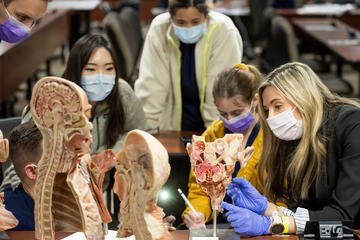 Multiple students gather around preserved human specimens
