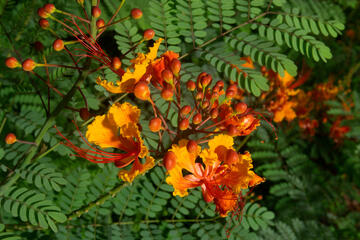 close up of flowers from the Caesalpinia Pulcherrima or Red Bird of Paradise