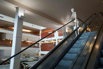 Skeleton going down an escalator