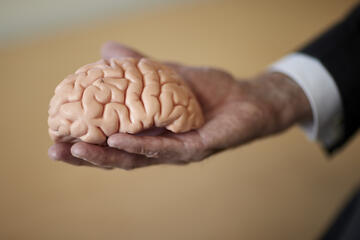 Hand holding a model brain