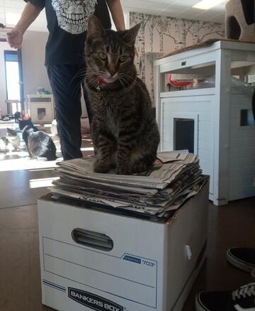 cat sits atop stack of newspapers
