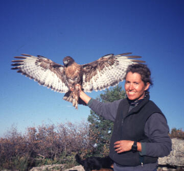 wildlife biologist working with a hawk