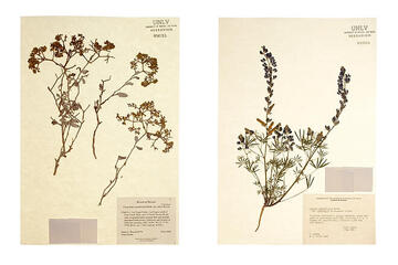 printed image of an herb