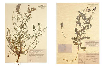 printed image of an herb
