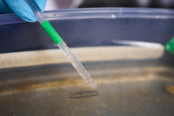 closeup of a pipette filled with liquid containing mosquito eggs