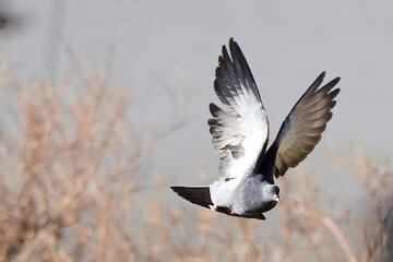 rock pigeon in flight