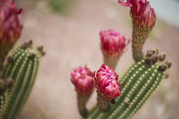 Cactus buds