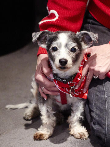 the Engle family's dog, Rebel