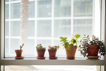 Plants on campus