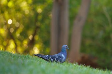 A pigeon lays on the grass.