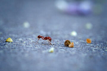 A closeup photo of an ant collecting seeds.