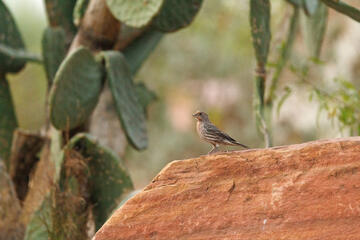A small bird perched on a red rock, with a cactus in the background.