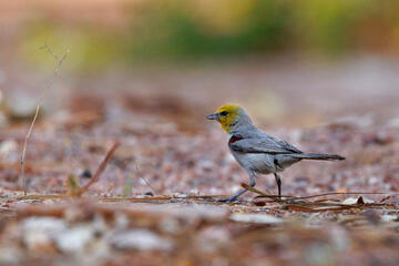 A bird with a yellow face and red spot on its wing.