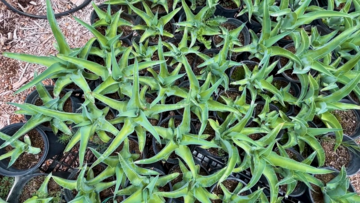 overhead greenhouse