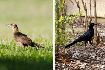 Two photos of birds side by side: a brown female grackle on the left and a black male grackle on the right.
