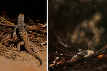 Two western whiptail lizards on campus.