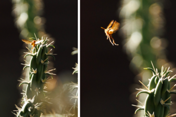 Two closeup shots of a paper wasp near a cactus.