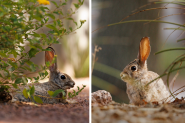 A collage of two rabbits hiding under the brush.