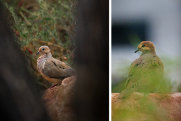 A collage of two mourning doves.