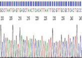 ABI 3130 DNA Sequencing