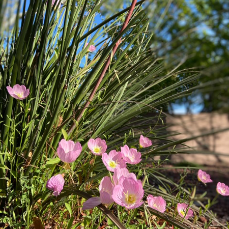A green plant with pink flowers