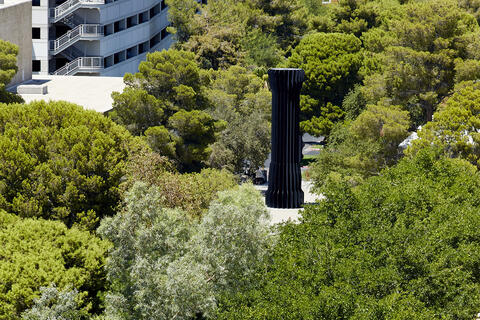 Trees on main campus