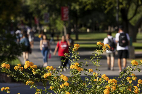 blooming shrub with pedestrians in background