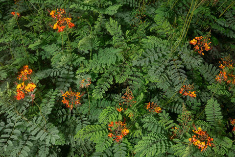 close up of the flower Caesalpinia Pulcherrima