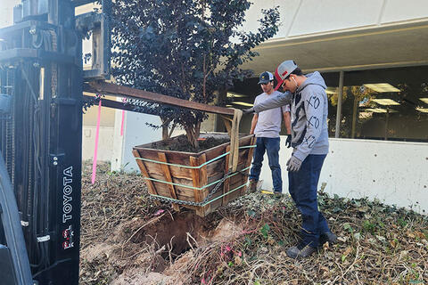 Two men with a machinery putting down a potted plant
