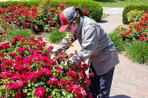 A woman attending to floral bushes