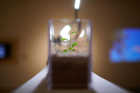 A small plant starting to sprout leaves.