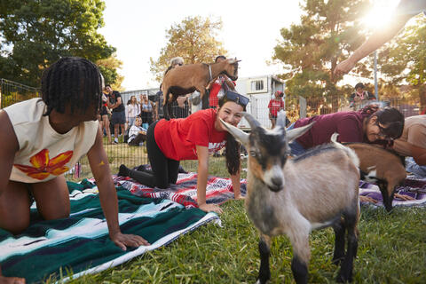 Students doing goat yoga on SRWC lawn.