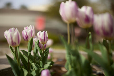 purple and white tulips on campus
