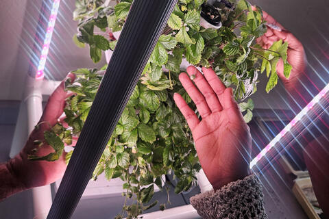 closeup of hand touching herbs growing in hydroponic system