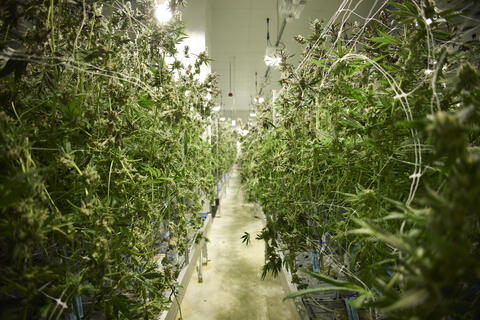 cannabis cultivation center