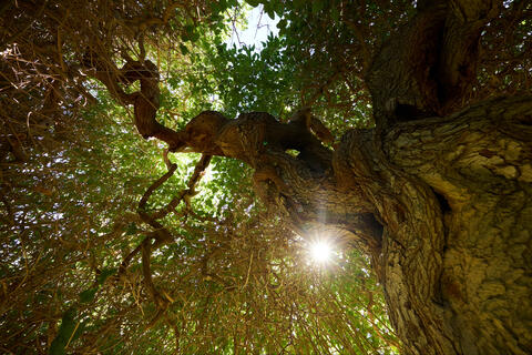 Looking up at a canopy of trees.