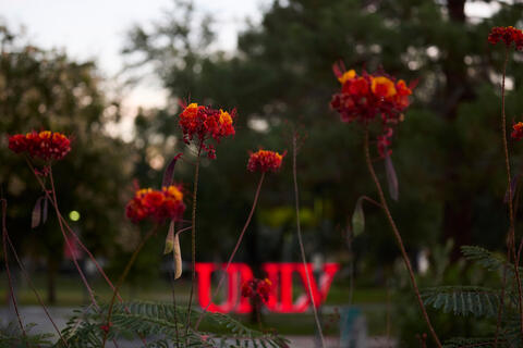 Close up shot of flowers with the UNLV logo in the background