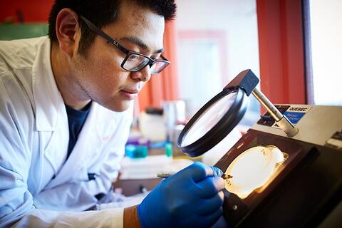 A student in lab coat looking through a magnifying light at a Petri dish.
