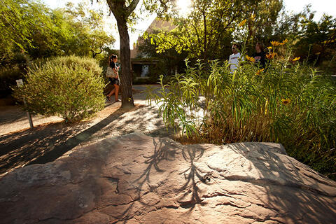 Xeric Garden